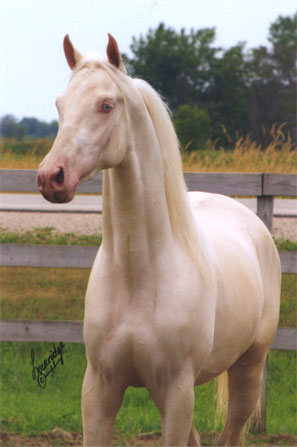 Cremello Saddlebred Horses